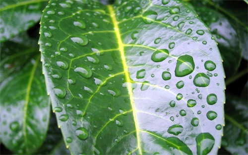 能托运汽车的物流,私家车物流公司有何不同?